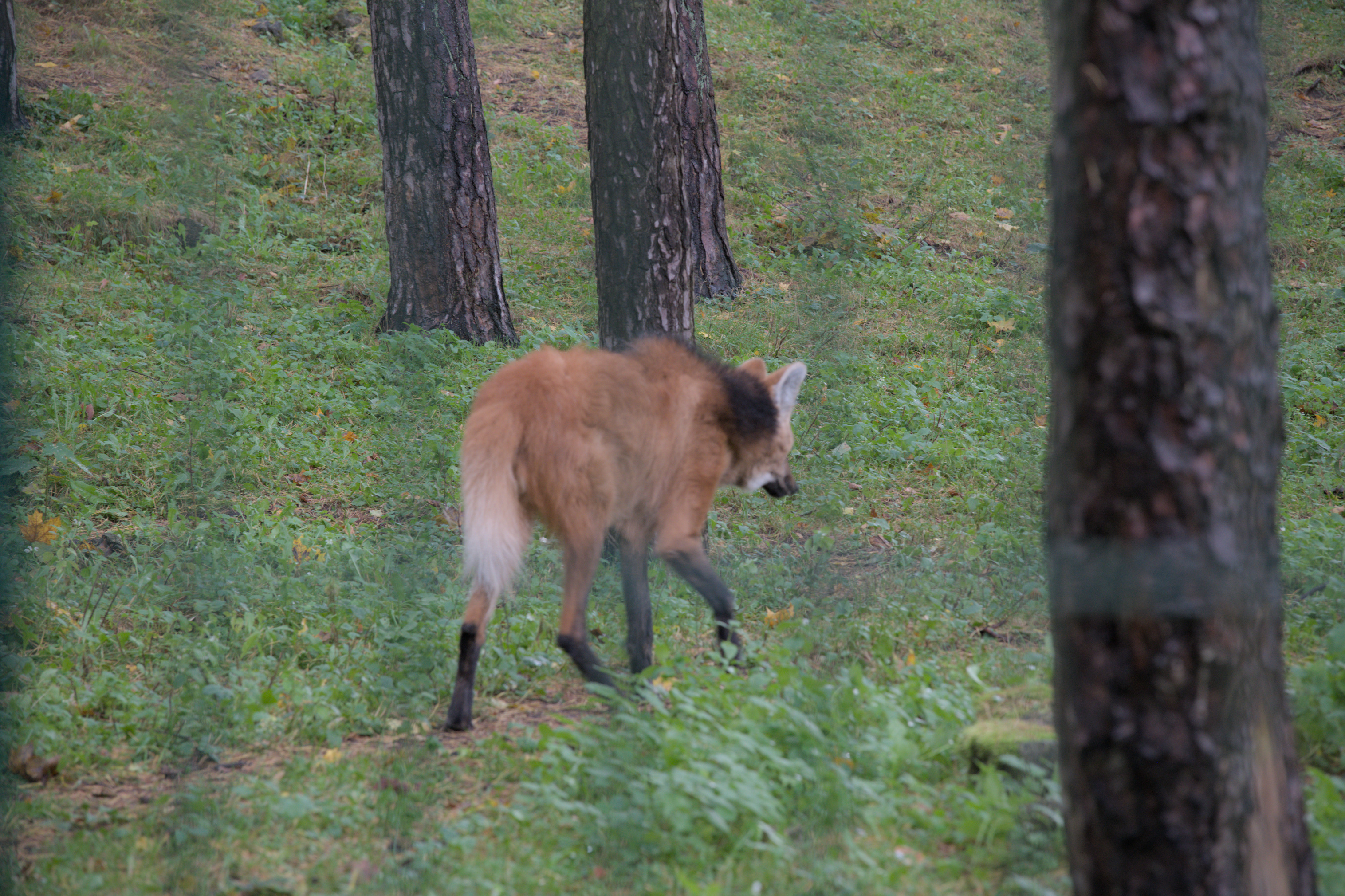 2025/10/12 - zoo/DSC_0059.jpg